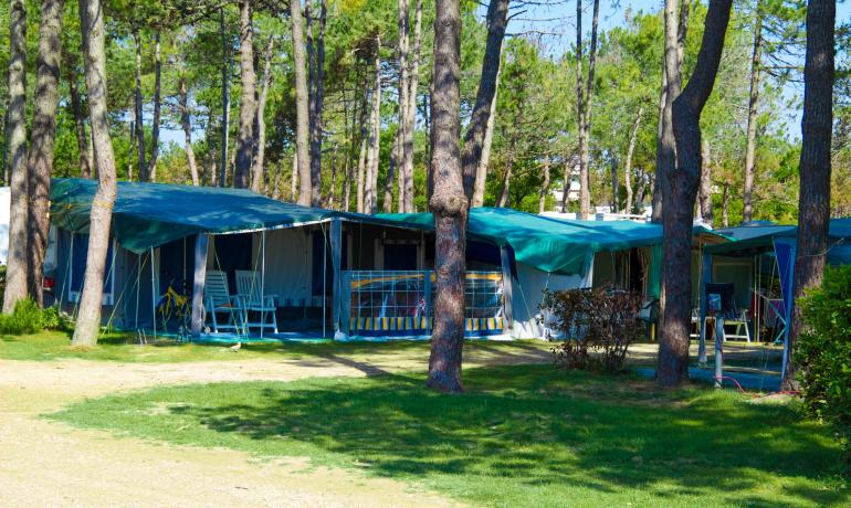 Camping with tents among trees, relaxing atmosphere.